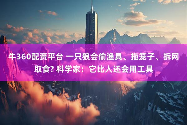 牛360配资平台 一只狼会偷渔具、拖笼子、拆网取食? 科学家：它比人还会用工具